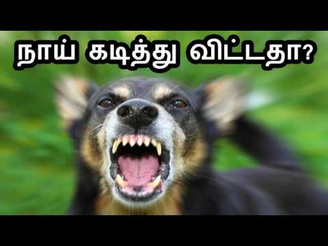 நாய் கடித்துவிட்டதா ?