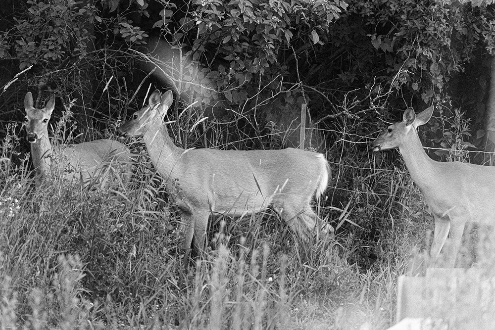 Causes of cardiac arrest