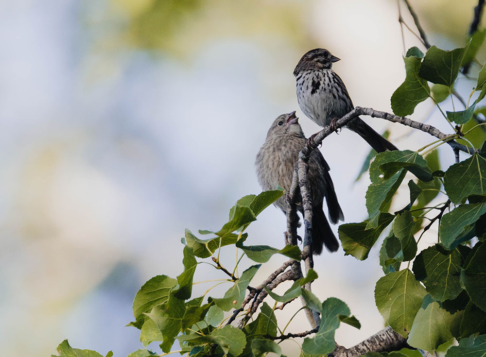 Healthy Lifestyle for Type - 2 Diabetes