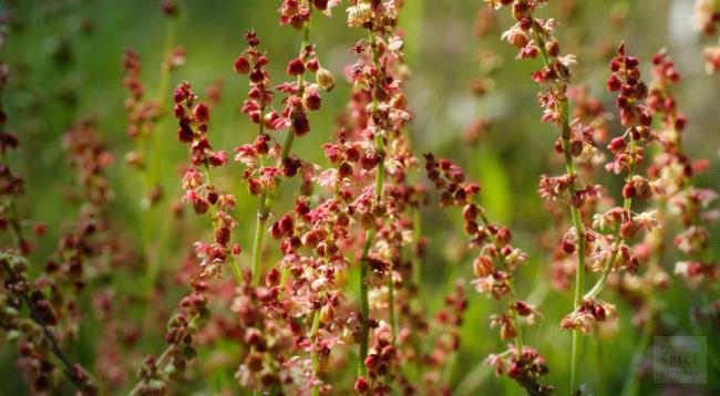 புற்றுநோயைக் குணமாக்கும் தாவரங்கள்: 2