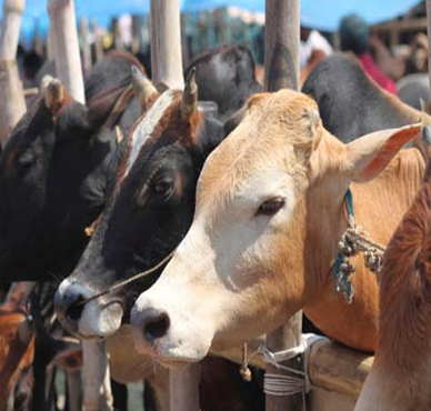 மாட்டிறைச்சிக்கு தடை : மேகாலயா பாஜக தலைவர்கள் விலகல்