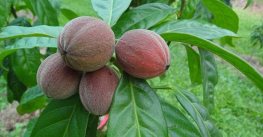 புஷ்வுட் பெரி புற்றுநோயைக் குணப்படுத்துமா ?