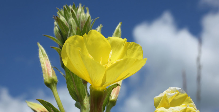 நலம் தரும் மூலிகைகள் : 2 - ஆறுமணிப்பூ எண்ணெய் & ஃபிவர்ஃபியூ