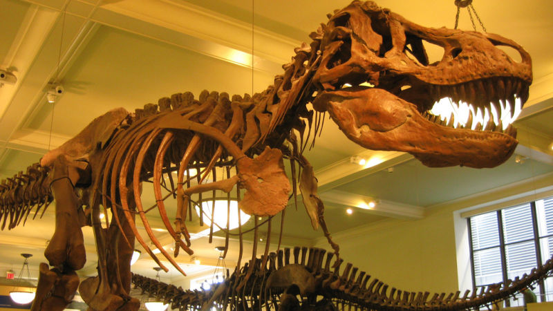 டைரனோசொரோஸ் ரெக்ஸ் பற்றிய புதிய தகவல்