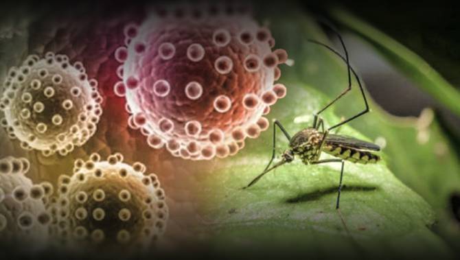 தமிழகத்தில் ஒருவருக்கு ஜிக்கா வைரஸ் பாதிப்பு